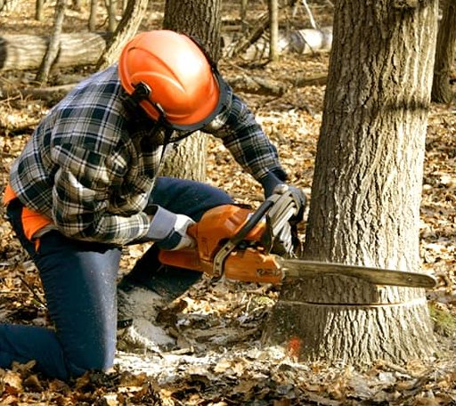 Tree Removal in Breaks, VA